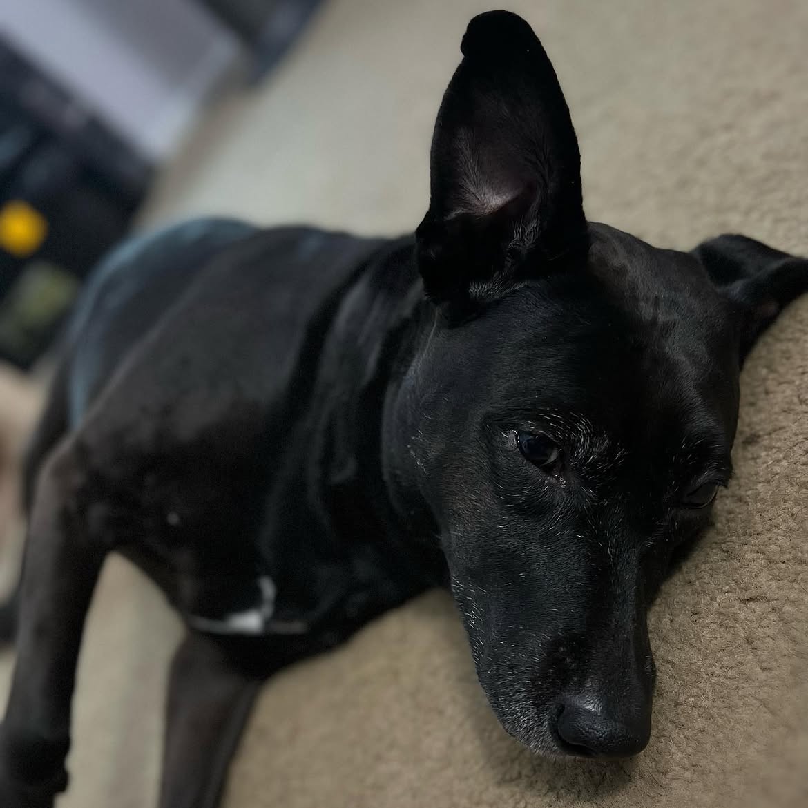 Photo 2 of Bella